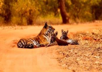 india golden triangle tour with tiger safari