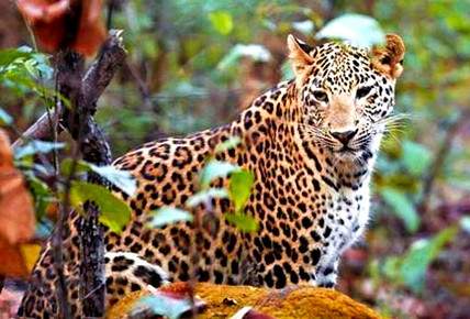 Jawai Leopard tour